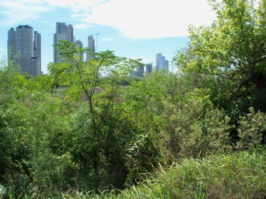Looking out over the city from the ecological reserve